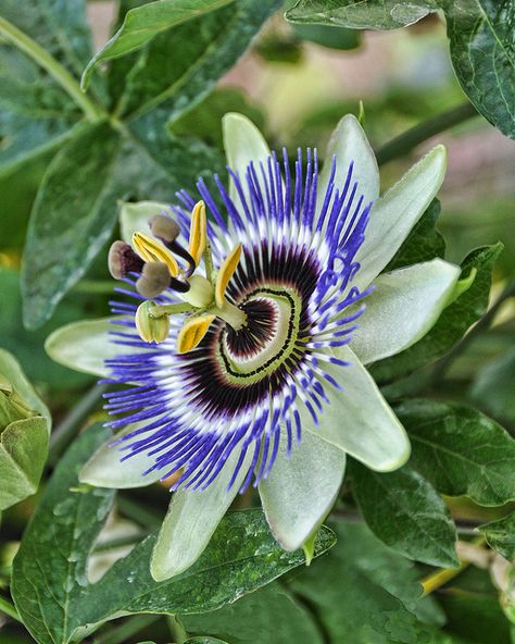 purple passion flower - How did God think of this one? Passion Flower Painting, Twists Passion, Passion Twists Hairstyle, Growing Passion Flower, Passion Fruit Plant, Passionflower Botanical Illustration, Passion Fruit Flower, Gardening Tattoo, Blue Passion Flower