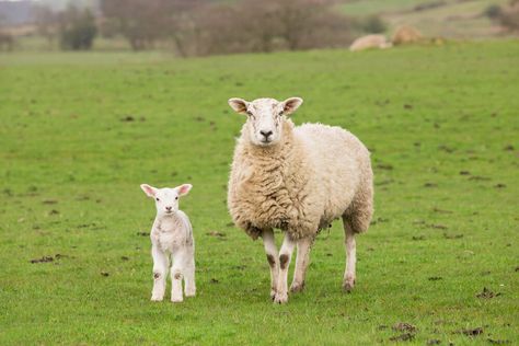 Sheep Cute, Livestock Shelter, Aggressive Animals, Raising Farm Animals, Baby Sheep, Sheep And Lamb, Young Animal, Cute Sheep, Pet Chickens