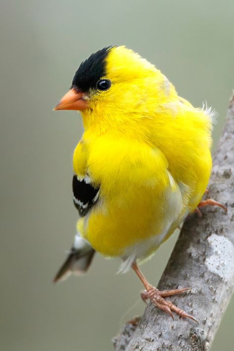 Bird. Birds. Animal photography. Nature photography. Beautiful creatures. American Goldfinch. Yellow inspiration. Yellow Bird. #bird #birds #yellow #animal #nature Yellow Birds Photography, Yellow Birds, Wild Birds Photography, Yellow Finch, Yellow Photography, Yellow Animals, Animal Portraits Art, Exotic Bird, Most Beautiful Birds