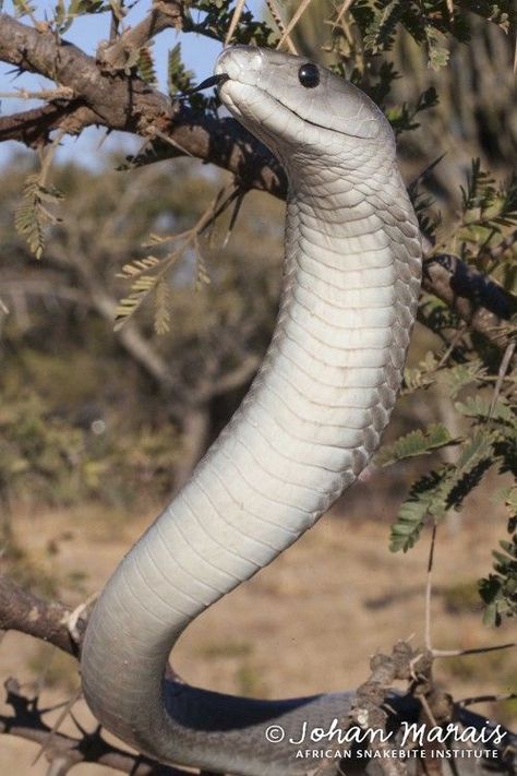 Black Mamba Drawing, Snakes Venomous, Black Mamba Snake, Mamba Snake, Kinds Of Snakes, The Black Mamba, Venomous Snake, Pretty Snakes, Snake Venom