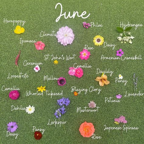 There was SO many blooms for June!! 🪻🌸🌷🌺🌹🌼 We love the ever changing varieties we constantly have popping up within the gardens all summer long! 😍 Cranesbill Geranium, Everyday Hacks, Wedding Decor Ideas, July 1, Petunias, Clematis, Geraniums, Pansies, Dahlia