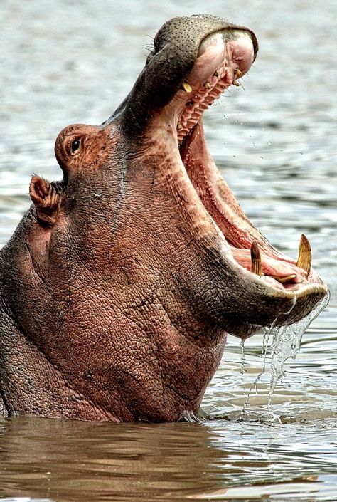 A hippo with it's mouth wide open. #mammal #hippo #mouth #wide #open Wild Animals Photography Wildlife Nature, Hippo Reference, Hippopotamus Photography, Hippo Photography, Hippo Facts, Hippo Mouth, Africa Illustration, Animal Mouth, Kuda Nil