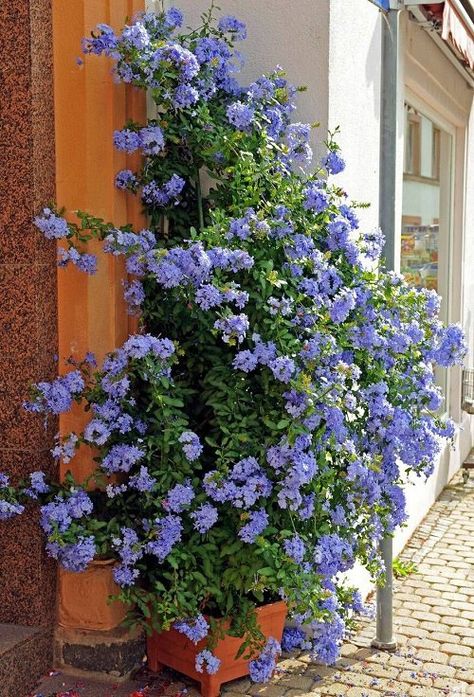 Here are the most beautiful and Best Vines and Climbers for the Balcony and Patio to add a touch of color and nature! Container Flowers, Climbing Flowering Vines, Indoor Vines, Climbing Flowers, Garden Vines, Climbing Vines, Garden Containers, Spanish House, Flowering Vines