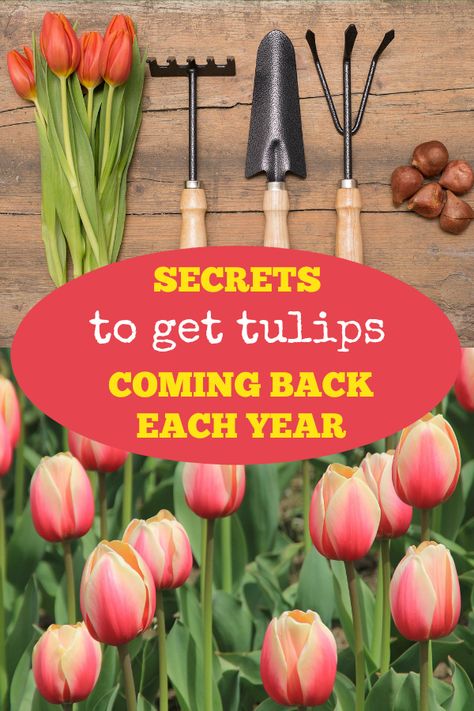 Learn how to choose the correct tulips, plus five gardening tips to keep your tulips returning each year. #gardeningchannel #gardening #flowergardening #growingtulips Nature, Growing Tulips Outdoors, Tulip Growing Tips, When To Cut Back Tulips, How To Grow Tulips Outdoors, Tulip Planter Ideas, Planting Tulips In Spring, Tulip Bulbs Planting, Tulip Flower Bed Ideas