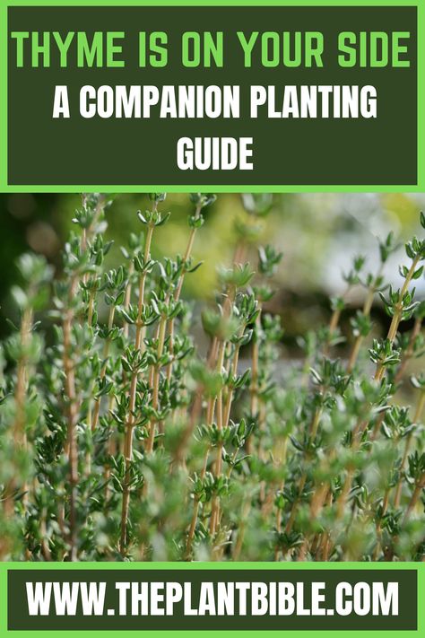 Thyme Is on Your Side: A Companion Planting Thyme Companion Plants, Companion Planting Guide, Thyme Herb, Thyme Plant, Creeping Thyme, Planting Guide, Planting Tips, Side A, Companion Planting