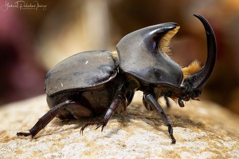 Diloboderus abderus | • Horn beetle / rhinoceros beetle • Ca… | Flickr Insect Reference, Horn Beetle, Horned Beetle, Rhinoceros Beetle, Rhino Beetle, Fish Rocks, Inktober 2024, Kingdom Animalia, Animal Study