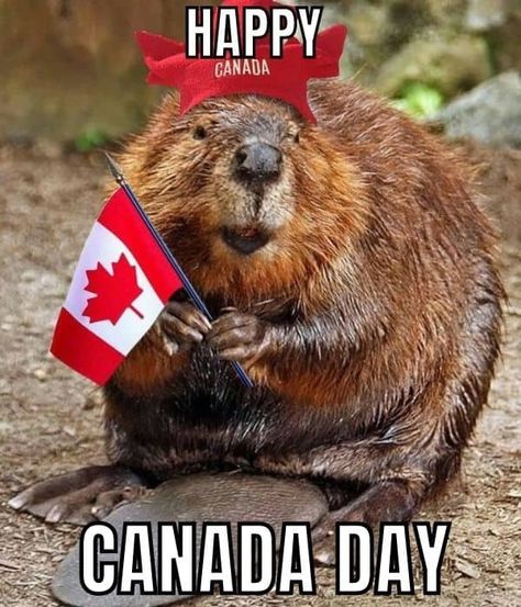 20 Best Canada Day Memes in 2023 That Are Funny AF Canada Day Images, Happy Birthday Canada, All About Canada, Canadian Animals, Canadian Things, I Am Canadian, Canada Eh, Canada Images, National Animal