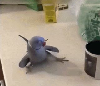 pet news gif emoji gif: Parrot pose Parrot Gif, Gif Emoji, Emoji Gif, Indian Ringneck, Regnul Animal, Funny Parrots, Funny Birds, Kawaii Accessories, 웃긴 사진