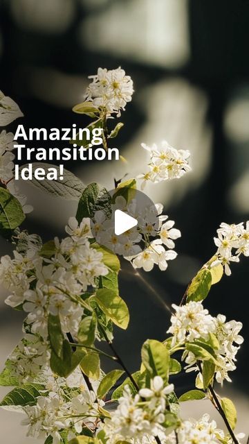 iPhone Photography School on Instagram: "Take a moment to watch this video! You won’t regret it! What do you think about this AWESOME (and easy) video transition? 🤩

Tap the link in our STORIES to join Video Editing Academy and learn how to edit videos like a pro! Our 86% sale ENDS TONIGHT! 📲

#iphonevideos #iphonevideo #videoediting #videotransition #iphonevideography #iphonecamera" Video Transitions Ideas, Iphone Camera Tips, Iphone Videography, Video Transitions, Iphone Camera Tricks, Easy Video Editing, Transition Video, Camera Tips, Photography School