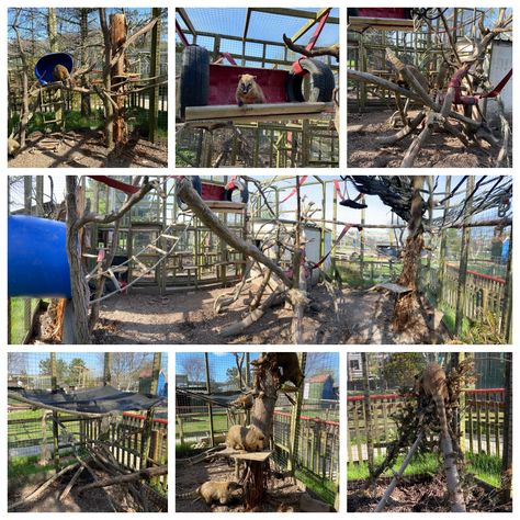 Log Teepee, Lemur Enclosure, Raccoon Enclosure, Trampoline Hammock, Monkey Enrichment, Monkey Enclosure, Zoo Enrichment, Climbing Structure, Net Hammock