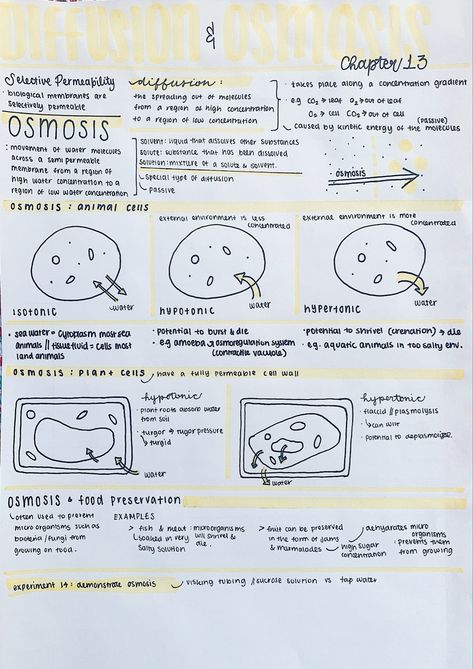 Biology Notes Diffusion, Anatomy And Physiology Chemistry, Biology Notes Osmosis, Diffusion Biology Notes, Osmosis Revision Notes, Biology Osmosis Notes, Osmosis Notes Biology, Diffusion Notes Biology, Osmosis And Diffusion Notes