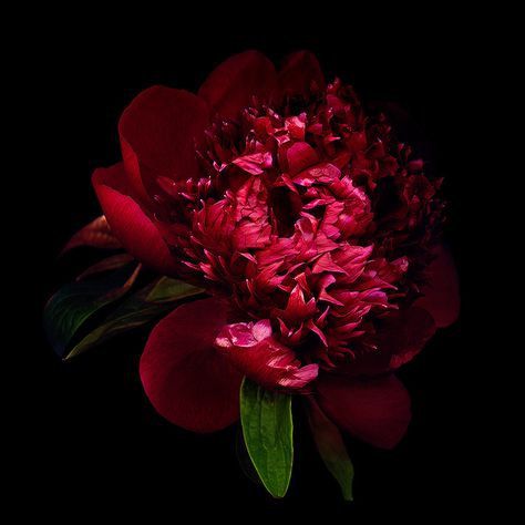 https://flic.kr/p/HpxJux | DARK BEAUTY... Peony. | FLOWERS MY GRANDMA LOVED: PEONY… She especially love the more common ones from the garden, the dark red ones. Again, memories very much connected with the fragrance! The Peony is indigenous to China, but was imported to Japan so early it is difficult to be certain when the transplantation occurred. It is a perennial plant with single flowers of white, red or pink which are born in late spring. The peony was originally introduced as medicine. In Indigo Art, Red Peony, Peony Wallpaper, Red Peonies, Orchid Care, Plant Species, Single Flower, Peony Flower, Dark Beauty