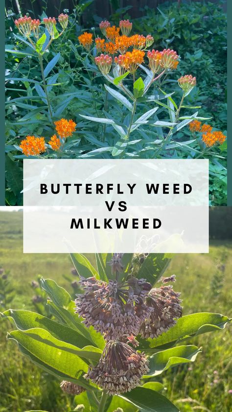 Differences Between Butterfly Weed Vs Milkweed Plants - Rooted Wings Co Swamp Milkweed Garden, Butterfly Milkweed Plant, Swamp Milkweed Plant, Milkweed Garden, Milkweed Butterfly, Butterfly Milkweed, Hillside Landscape, Common Milkweed, Raising Butterflies