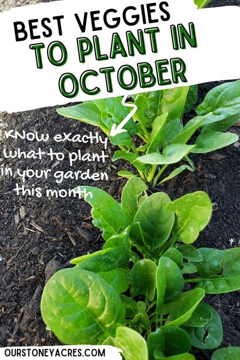 What Can I Plant In October Zone 7, Zone 8 October Planting, What To Plant In October In Florida, Vegetables To Plant In October, Fall And Winter Garden Zone 7, Fall Vegetables To Plant In Zone 8, Fall Crops Vegetable Garden Zone 7, Fall Gardening Zone 7, What To Plant In October In Zone 8