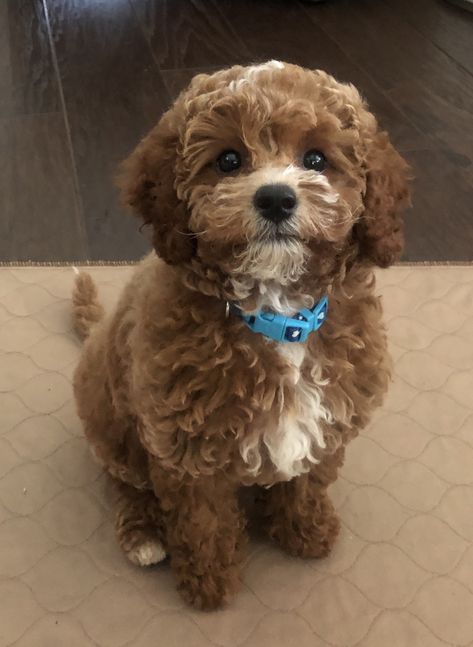 Cavapoo puppy. Teddy bear puppy 🐶🤍🐶 Teddy Bear Dogs, Cavapoo Teddy Bear Haircut, Brown Cavapoo, Toy Cavapoo, Teddy Bear Cut Cavapoo, Teacup Cavapoo, Cavapoo Puppies Full Grown, Cavapoo Full Grown Mini, Cavapoo Puppies Aesthetic