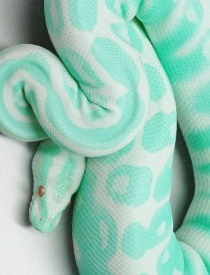 17 Hypnotically Colorful And Ridiculously Good Looking Snakes - I Can Has Cheezburger? Photography, White Snake, About Us, Green, Blue, White