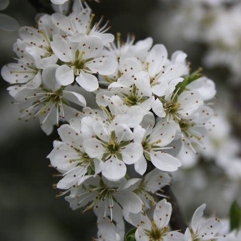 What is your state's official flower? Here's a picture of the state flower for all 50 US states West Virginia State Flower, State Flowers, Odd Things, Us States, U.s. States, Usa Today, Wyoming, Alabama, Outdoor Gardens