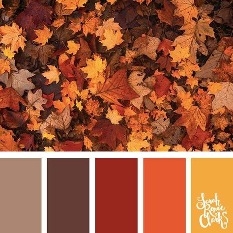 Fall Foliage Color Palette, Fall Yellow Color Palette, Red And Brown Color Scheme, Autumn Color Palette Living Room, Burnt Orange Living Room Color Combinations Colour Palettes, Foliage Color Palette, Fall Leaves Color Palette, Color Composition Photography, Autumn Leaves Color Palette