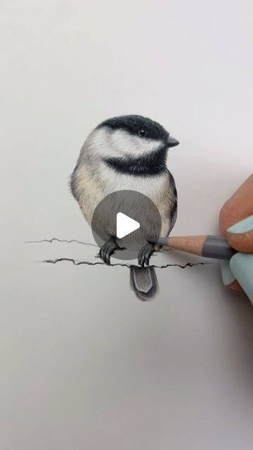 Abundance Illustration Inc. on Instagram: "Hi loves! Sounds on😀 I did a tutorial for this little chickadee drawing! This was going to be for an order, but I realized I had a chickadee drawing in my studio that I could add to the order instead, so this one is in my Etsy shop. Enjoy! Sending you all love! #chickadee #arttutorial #tutorial #artvideo #artprocess #artprogress #drawingprocess #drawingprogress #drawingtutorial #blackcappedchickadee #birdart #birding #birdsofinstagram #tinybird #coloredpencil #coloredpencildrawing #prismacolor #coloradoart #coloradolife #alaskalife #drawings #tinyart #bird #drawingoftheday #animalart #wildlifeart" How To Draw A Chickadee, Abundance Illustration, Chickadee Illustration, Chickadee Drawing, Love Birds Drawing, Bird Pencil Drawing, Prismacolor Drawing, Draw Birds, Chickadee Art