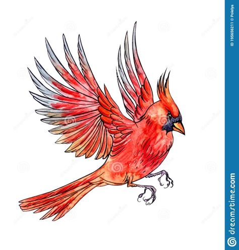 Cardinal Flying Drawing, Cardinal Flying, Flying Cardinal, Flying Drawing, Cardinal Drawing, Cardinal Tattoos, Simple Branding, Northern Cardinal, Branding Tools