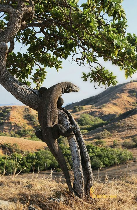 Komodo Dragons, Iguanas, Komodo National Park, American Bull, Monitor Lizard, Komodo Island, Komodo Dragon, In The Zoo, Reptiles Pet