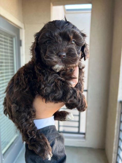 choclate colored puppy with white stripe on his chest, shih-poo mix, 6 week old puppy being held Curly Haired Dog, Hilarious Animal Memes, Shih Poo Puppies, Super Curly Hair, Shih Poo, Cute Little Puppies, Puppy Names, Animal Species, Little Puppies