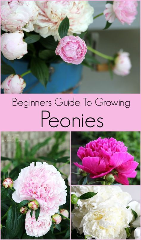 Tips, tricks and advice on how to grow peonies that you neighbors will envy! From how to plant,  where to plant and what to do if they won't bloom (hint, they may be planted too deep)! #peonies #peonytips #gardeningtips #flowergardening How To Grow Peonies, Grow Peonies, Growing Peonies, Peony Bouquet, Cut Flower Garden, Peonies Garden, Have Inspiration, Flowers Wallpaper, Flower Farm