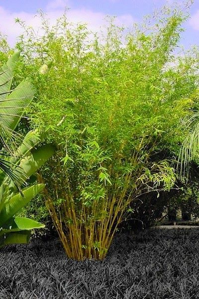 Wilson Bros Gardens Page Liked · 3 hrs ·   A delicate beauty with small leaves on slender, arching, golden culms, the Golden Goddess Bamboo is a fine, dwarf clumping bamboo perfect for adding a pleasing soft texture to smaller garden spaces. Underplanted with Black Mondo in the picture below. Wonderful contrast of color! Get all the details and pictures or purchase here-  https://www.wilsonbrosgardens.com/Golden-Goddess-Bamboo-Bambusa-multiplex.html Bamboo Muhly Landscape, Gracilis Bamboo, Bamboo Muhly, Heavenly Bamboo Landscape, Golden Goddess Bamboo, Clumping Bamboo, Golden Goddess, Red Petals, Heirloom Roses