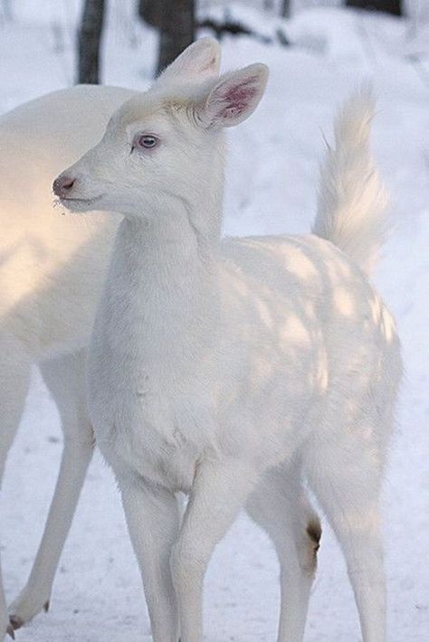 Albino Deer, Rare Albino Animals, Deer Logo, Deer Photos, Deer Pictures, Albino Animals, White Deer, Rare Animals, Weimaraner