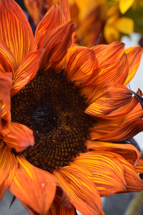 red sunflower Red Picture Aesthetic, Wallpaper Sunflower, Sunflower Orange, Sunflower Aesthetic, Orange Sunflowers, Sunflowers And Daisies, Red Sunflowers, Fleur Orange, Sunflower Pictures