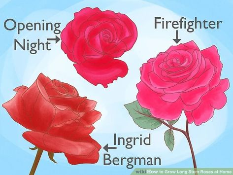 How to Grow Long Stem Roses at Home (with Pictures) - wikiHow How To Start A Rose Bush From A Stem, Garden Hacks Diy, Long Stem Roses, Garden Hacks, Rose Stem, Hybrid Tea Roses, Plants Indoor, Rose Bush, House Plants Indoor