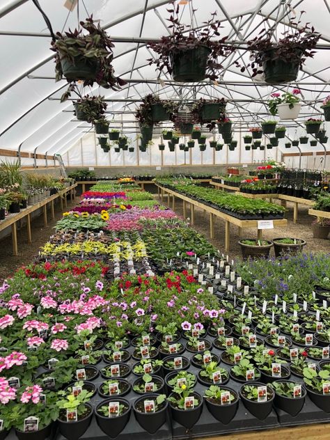 Green House Business, Greenhouse Nursery Business, Commercial Greenhouse Ideas, Greenhouse Business Ideas, Floral Greenhouse, Greenhouse Management, Kelly Core, Greenhouse Business, Greenhouse Interior