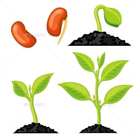 Plant Growth Stages From Seed to Sprout Plant Growth Stages, Life Cycles Kindergarten, Life Cycle Craft, Sprouting Seeds, Growing Greens, Plant Vector, Nature Green, Plant Drawing, Buy Plants