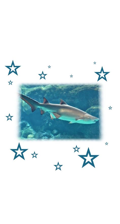 Shark Ios 16 Wallpaper, Shark Ocean Wallpaper, Cute Shark Background, Cute Shark Wallpaper Iphone Wallpapers, Silly Shark Wallpaper, Shark Wallpaper Ipad, Tiger Shark Wallpaper, Oceancore Wallpaper, Sea Lockscreen