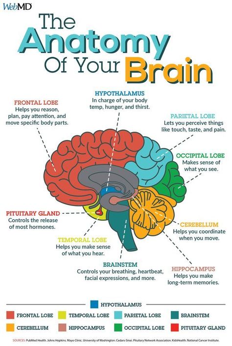 Medical Instagram, अंग्रेजी व्याकरण, Sistem Saraf, Science Learning, Medical Student Study, Brain Facts, Brain Anatomy, Human Body Anatomy, Medical School Inspiration