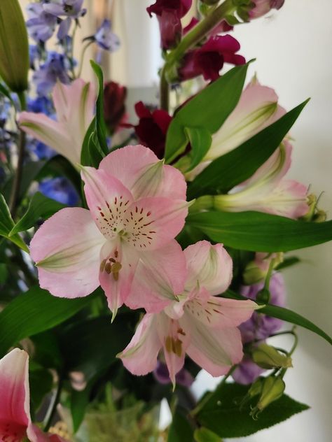 Astroemeria - Peruvian Lily - Lily of the Incas Peruvian Lily, Peruvian Lilies, Lily