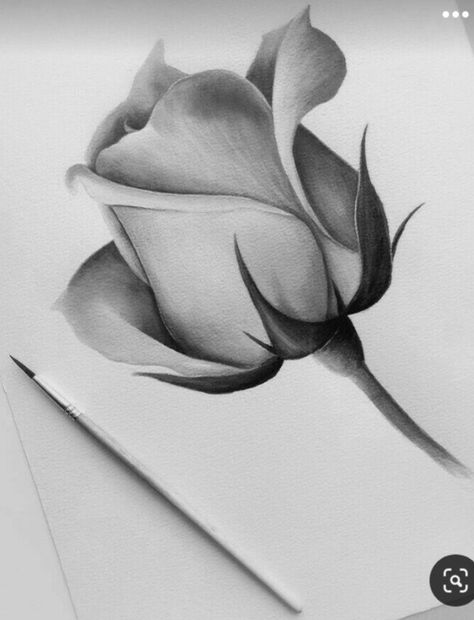 Rose Pencil Sketch, Easy Realistic Drawings, Realistic Rose Drawing, Realistic Flower Drawing, Rose Sketch, Sunflower Drawing, Realistic Rose, Flower Art Drawing, Cool Pencil Drawings