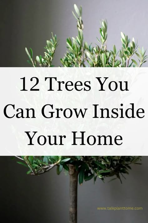 12 trees you can grow inside your home! Helpful list of trees that grow indoors! Trees For Inside The House, Best Trees For Indoors, Trees You Can Grow In Pots, Inside Trees Plant, Money Tree Plants Room Decor, Indoor Tree Ideas, House Plant Tree, House Trees Indoor, Tree Inside House