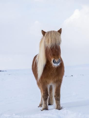 size: 12x9in Photographic Print: Icelandic Horse in fresh snow. Traces its origin back to the horses of the old Vikings, Iceland. by Martin Zwick : Iceland Horses, Icelandic Horses, Horse Pics, Country Cowboy, Spirit Animal Art, Icelandic Horse, Animal Antics, Horse Equestrian, Cute Horses