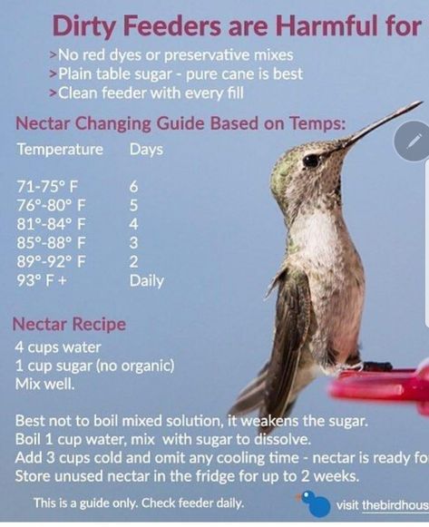 Hummingbird Nectar Recipe, Hummingbird Food, Hummingbird Nectar, Hummingbird Plants, Fairy Homes, Hummingbird Garden, Diy Birds, Bird Food, How To Attract Hummingbirds