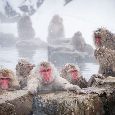 Japan Snow Monkeys, Hot Spring Monkey, Japanese Snow Monkeys, Nagano Snow Monkeys, Monkeys In Hot Springs, Snow Monkeys Japan, Japan Monkey, Asian Monkey, Japan Animals