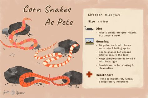 Corn Snake Colors, Pet Corn Snake, Corn Snake Terrarium Ideas, Corn Snake Tank Ideas, Cornsnakes Enclosure, Corn Snake Cute, Corn Snake Terrarium, Corn Snake Care, Corn Snake Enclosure Ideas