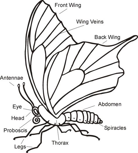 Science Worksheet - Parts of a butterfly for Apologia Zoo1 Anatomy Of A Butterfly, Butterfly Body Parts, Parts Of A Butterfly, Lifecycle Of A Butterfly Free Printable, Butterfly Anatomy, Butterfly Life Cycle Coloring Page, The Life Cycle Of A Butterfly, Butterfly Drawings, Technology Lesson Plans