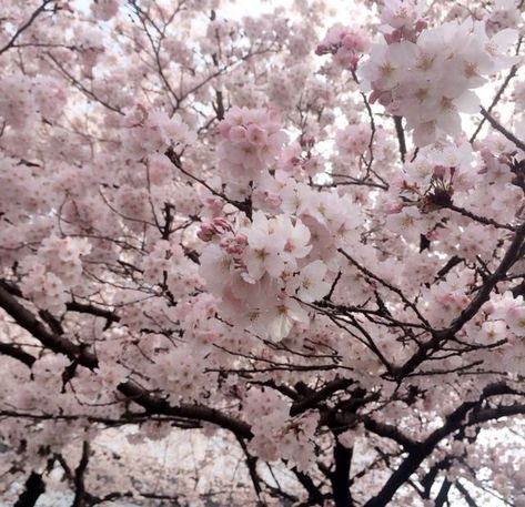 Tea Core, Yung Lean, Soft Pink Theme, Pink Theme, Aesthetic Flowers, Japan Aesthetic, Tumblr Photography, Pink Themes, Japanese Aesthetic