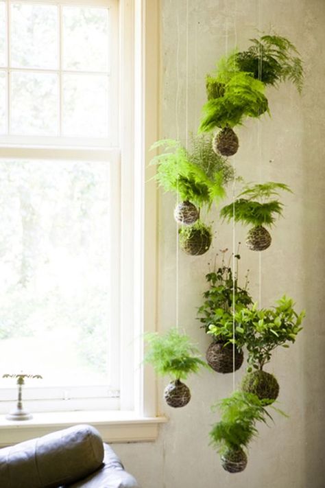 Looks like a Tillandisa mobile. :) Possible plant arrangement for living room wall. Could mount square planter boxes with draping succulents to wall, if hanging is a problem (due to wind). More Air Plant Display Ideas Unique, Indoor Green Plants, Plants Tips, String Garden, Plants Hanging, Fence Planters, نباتات منزلية, Vertical Gardens, Pothos Plant