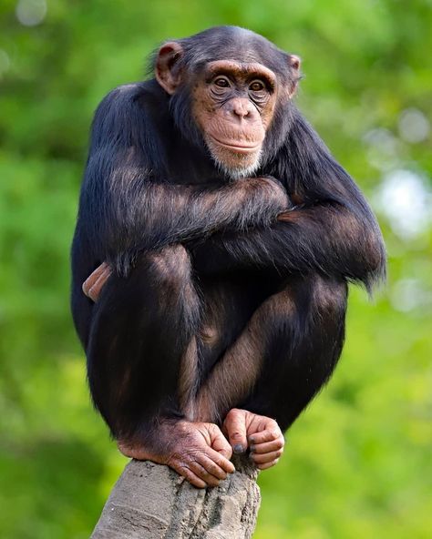 Monkey Reference Photo, Chimpanzee Aesthetic, Badak Bercula Satu, Chimpanzee Wallpaper, Ape Photography, Pictures Of Monkeys, Chimpanzee Drawing, Monkey Reference, Chimpanzee Funny