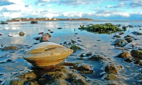 An early experiment at a city landfill showed how algae and sunlight can repair environmental damage. New England Clam Bake, Race Point Beach, Chatham Cape Cod, Carolina Do Norte, Clam Bake, Terra Nova, Yucatan Peninsula, Eastern Shore, Prince Edward Island