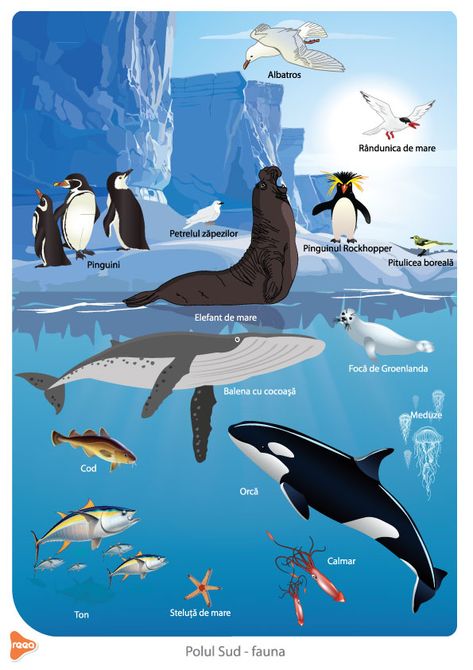 Ocean Food Web, Antarctica Activities, Wild Animal Wallpaper, Environment Painting, Polar Animals, Animal Habitats, Arctic Animals, Animal Projects, Animal Coloring Pages