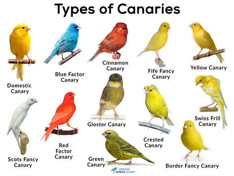 Canary birds as pets, care & cage requirement, how long do they live, what do they eat, training them, canary singing video, images Canary Bird Drawing, Birds As Pets, Canaries Bird, Type Of Birds, Birds Types, Canary Breeding Room, Canaries Bird Pets, Pet Canary, Pressa Canario Dog