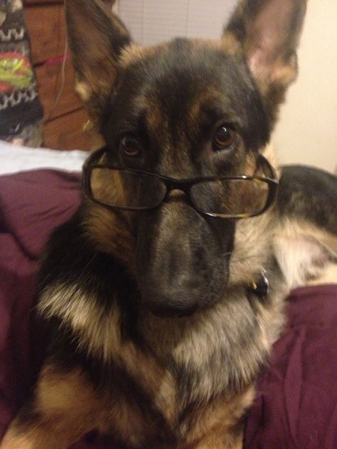 Our German Shepard Sergeant Husky With Glasses, German Shepherd In Snow, Dog Glasses, Dog Owner, German Shepherds, Dog With Glasses, Pretty Dogs, Dog Id, Silly Dogs